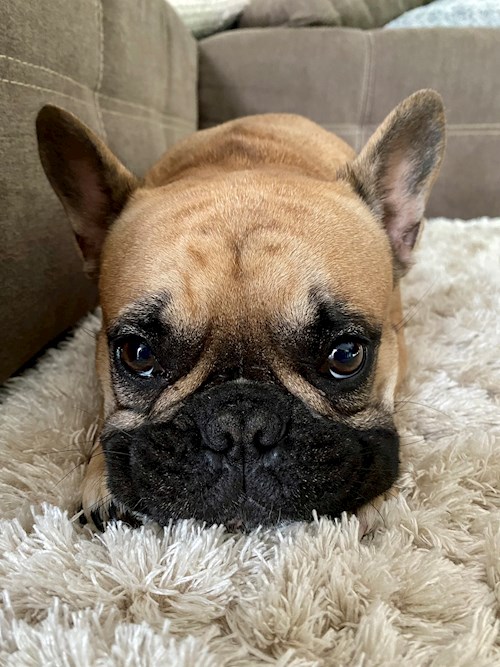 Lukacs- petsitter Érd or Pet nanny for