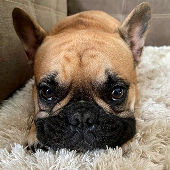 thumbnail petsitter Érd or pet nanny for