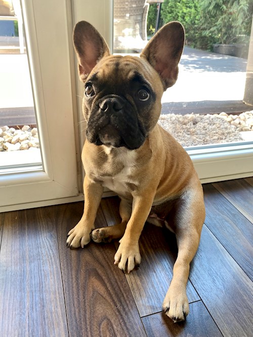 Lukacs- petsitter Érd or Pet nanny for