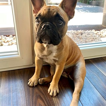 thumbnail petsitter Érd or pet nanny for