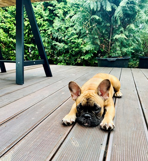 Lukacs- petsitter Érd or Pet nanny for