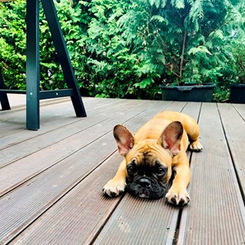 thumbnail petsitter Érd or pet nanny for