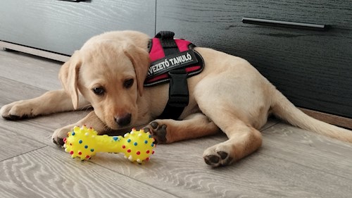 Gréta- petsitter Budapest or Pet nanny for dogs