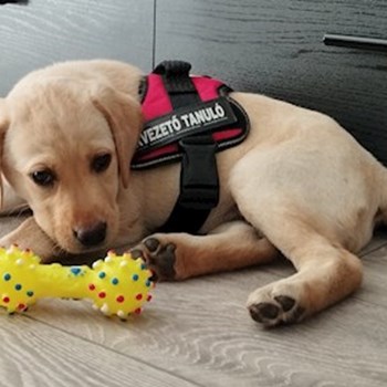 thumbnail petsitter Budapest or pet nanny for dogs