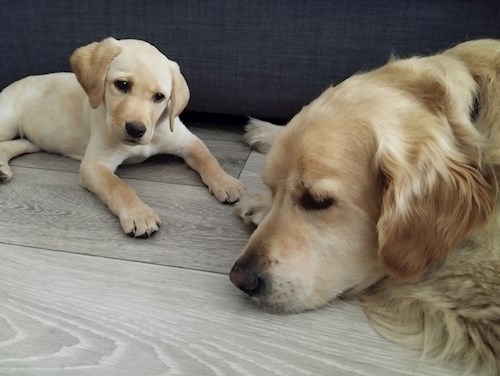 Gréta- petsitter Budapest or Pet nanny for dogs