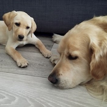 thumbnail petsitter Budapest or pet nanny for dogs