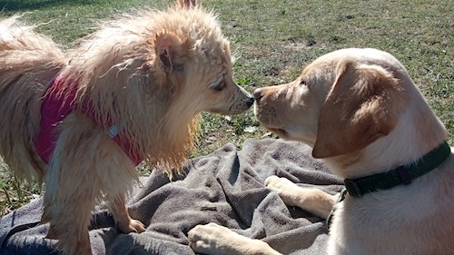 Gréta- petsitter Budapest or Pet nanny for dogs