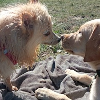 thumbnail petsitter Budapest or pet nanny for dogs