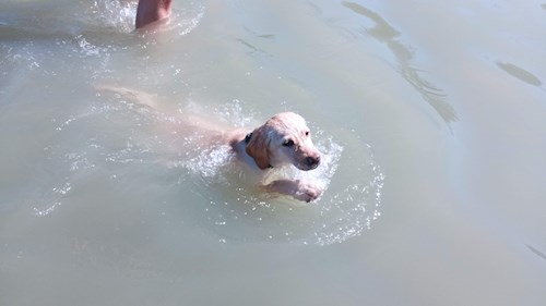 Gréta- petsitter Budapest or Pet nanny for dogs