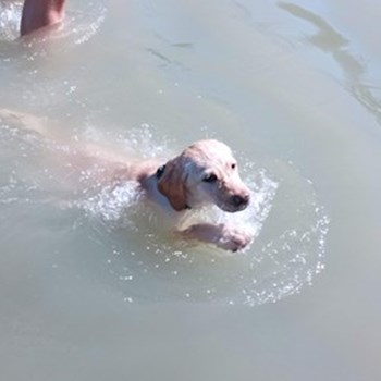 thumbnail petsitter Budapest or pet nanny for dogs