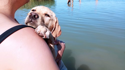 Gréta- petsitter Budapest or Pet nanny for dogs