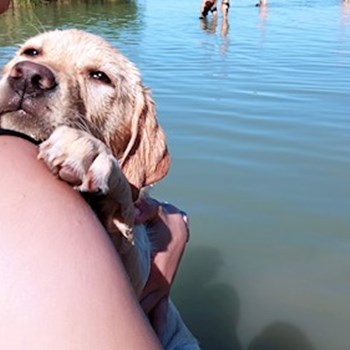 thumbnail petsitter Budapest or pet nanny for dogs