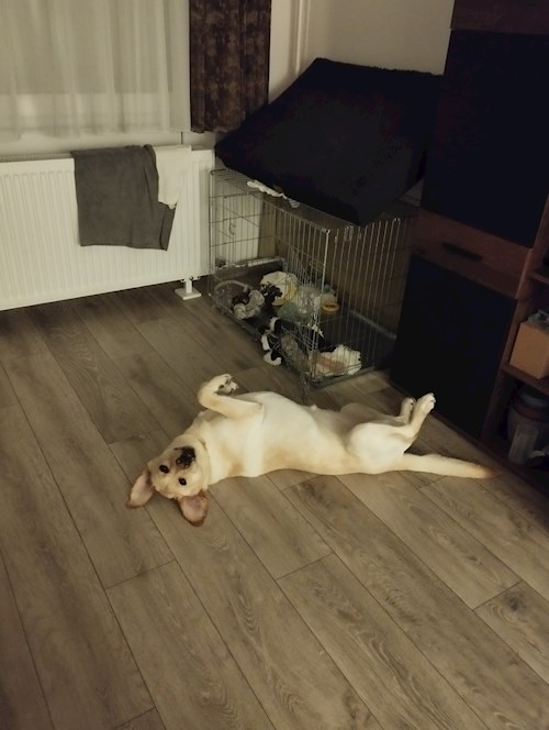 Gréta- petsitter Budapest or Pet nanny for dogs