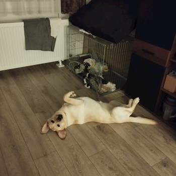 thumbnail petsitter Budapest or pet nanny for dogs