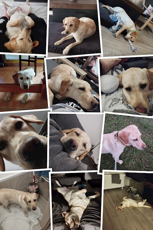 Gréta- petsitter Budapest or Pet nanny for dogs