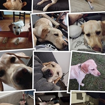 thumbnail petsitter Budapest or pet nanny for dogs