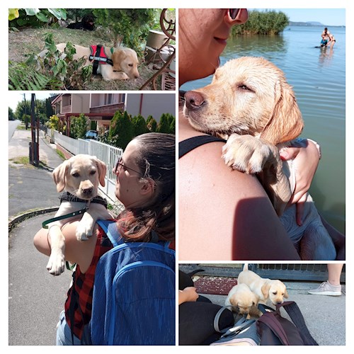 Gréta- petsitter Budapest or Pet nanny for dogs