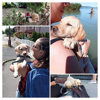 thumbnail petsitter Budapest or pet nanny for dogs