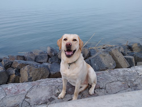 Gréta- petsitter Budapest or Pet nanny for dogs