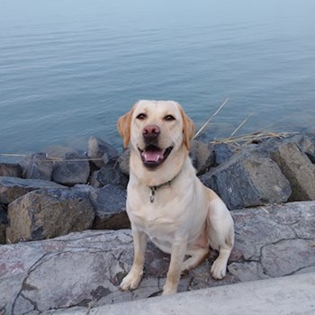 thumbnail petsitter Budapest or pet nanny for dogs