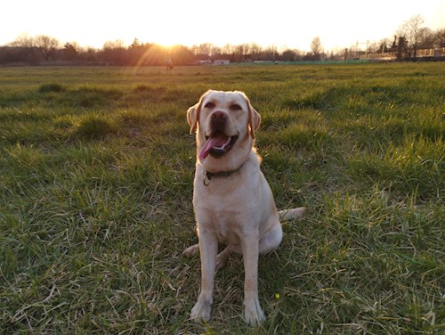 Gréta- petsitter Budapest or Pet nanny for dogs