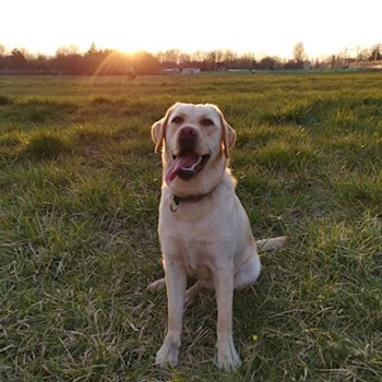 thumbnail petsitter Budapest or pet nanny for dogs