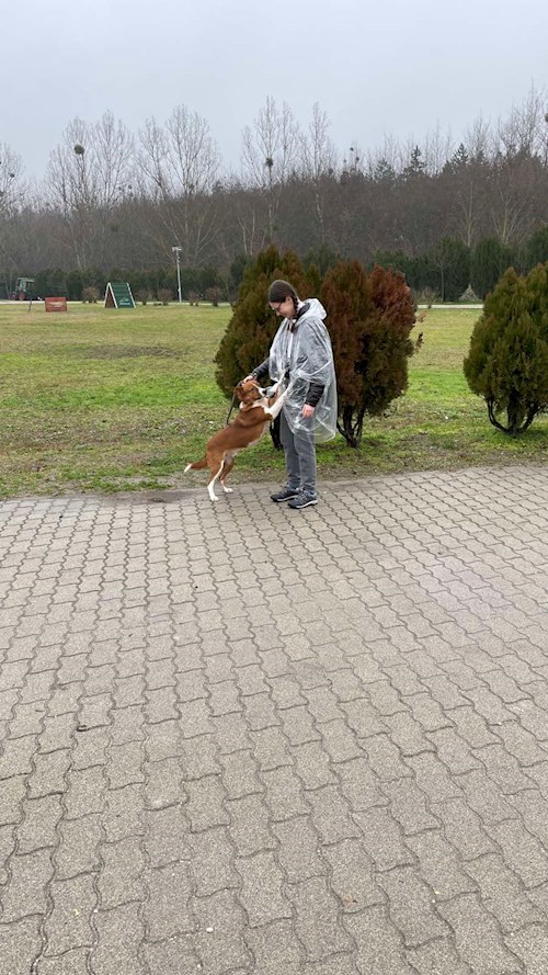 Soós- petsitter Biatorbágy or Pet nanny for dogs