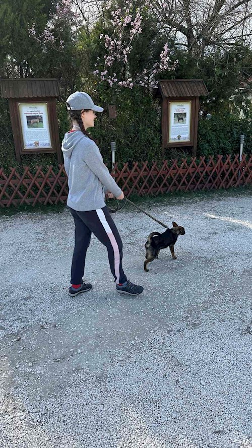 Soós- petsitter Biatorbágy or Pet nanny for dogs