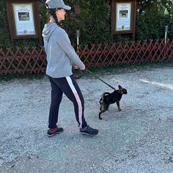 thumbnail petsitter Biatorbágy or pet nanny for dogs