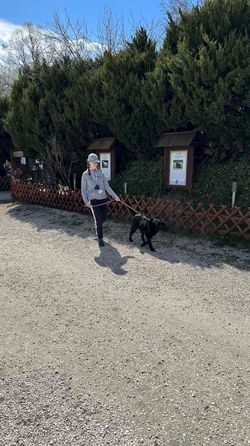 Soós- petsitter Biatorbágy or Pet nanny for dogs