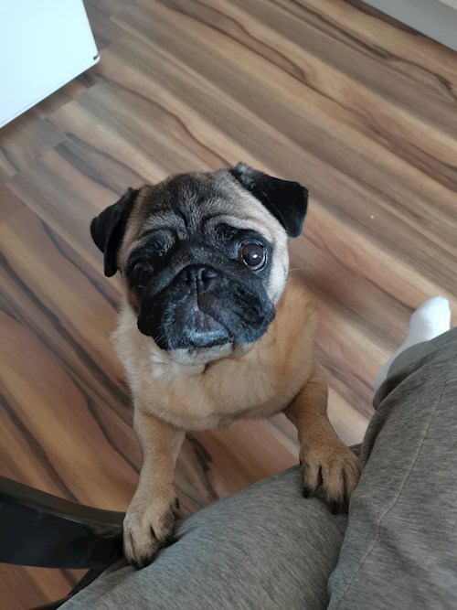 Nikolett- petsitter Gödöllő vagy Állat szitter a kutyák cicák