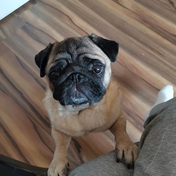 thumbnail petsitter Gödöllő vagy Állat szitter a kutyák cicák