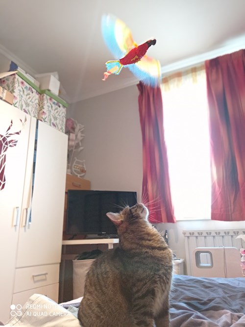 Anett- petsitter Budapest or Pet nanny for cats