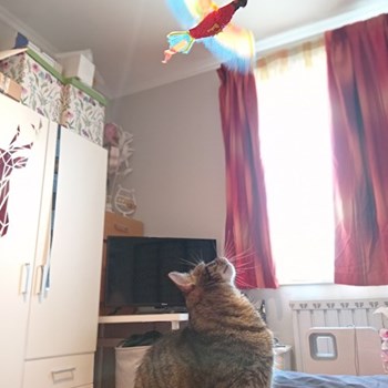 thumbnail petsitter Budapest or pet nanny for cats