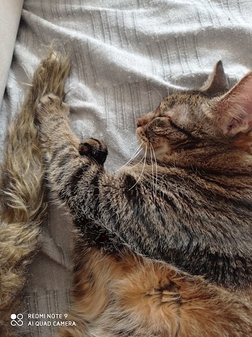 Anett- petsitter Budapest or Pet nanny for cats