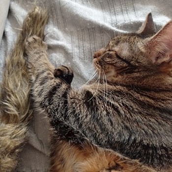 thumbnail petsitter Budapest or pet nanny for cats