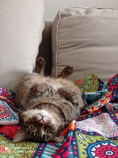 Anett- petsitter Budapest or Pet nanny for cats