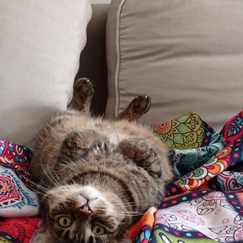 thumbnail petsitter Budapest or pet nanny for cats