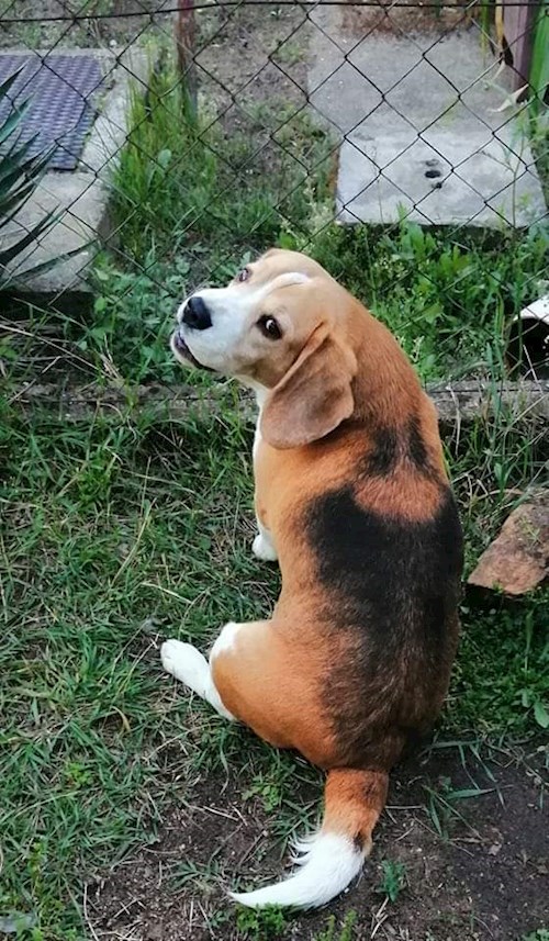 Miklósi- petsitter Budapest vagy Állat szitter a kutyák cicák