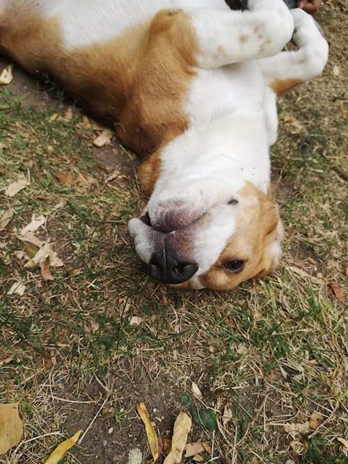 Miklósi- petsitter Budapest vagy Állat szitter a kutyák cicák