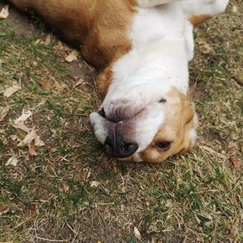 thumbnail petsitter Budapest vagy Állat szitter a kutyák cicák