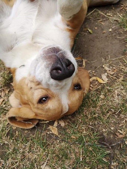 Miklósi- petsitter Budapest vagy Állat szitter a kutyák cicák