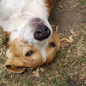 thumbnail petsitter Budapest vagy Állat szitter a kutyák cicák