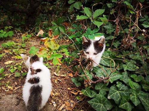 Miklósi- petsitter Budapest vagy Állat szitter a kutyák cicák