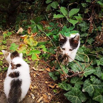 thumbnail petsitter Budapest vagy Állat szitter a kutyák cicák