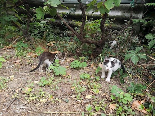 Miklósi- petsitter Budapest vagy Állat szitter a kutyák cicák