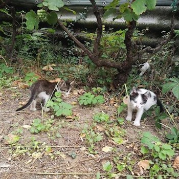 thumbnail petsitter Budapest vagy Állat szitter a kutyák cicák
