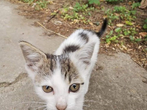 Miklósi- petsitter Budapest vagy Állat szitter a kutyák cicák