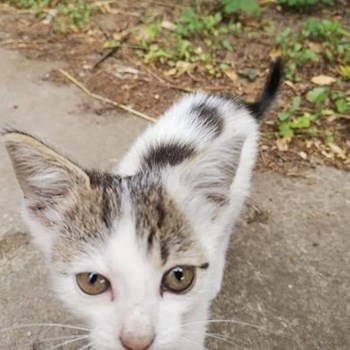 thumbnail petsitter Budapest vagy Állat szitter a kutyák cicák