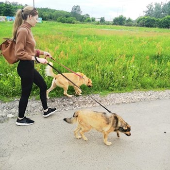 thumbnail petsitter Budapest or pet nanny for dogs cats